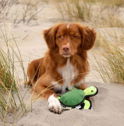 Beco Rough & Tough Turtle Toy M