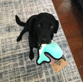 Beco Rough & Tough Whale M