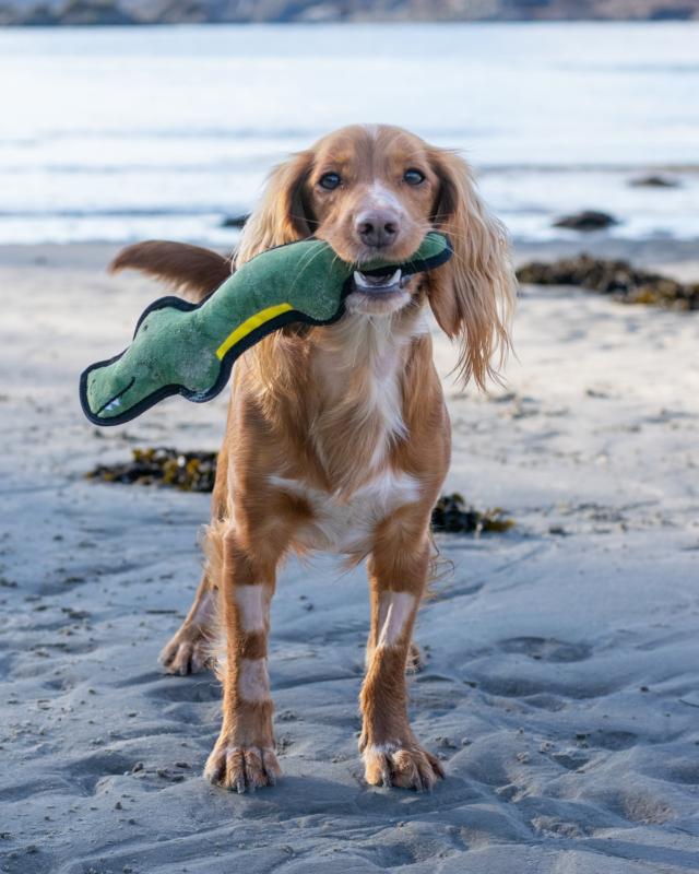 Beco Rough & Tough Crocodile M