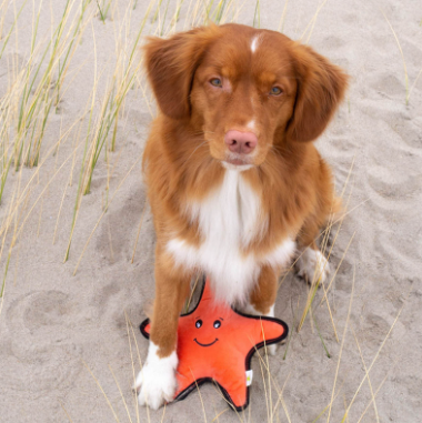 Beco Rough & Tough Star fish