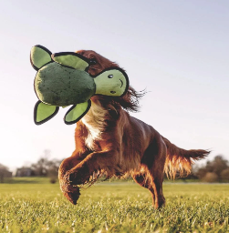 Beco Rough & Tough Turtle Toy M