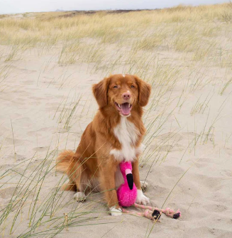 Beco Rough & Tough Flamingo