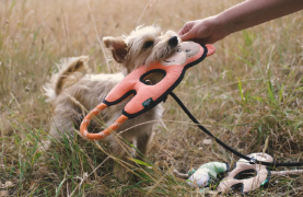 Beco Rough & Tough Orangutan L