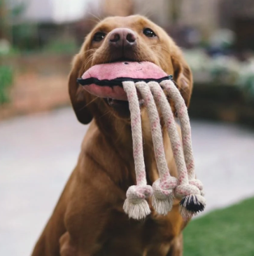 Beco Rough & Tough Octopus M